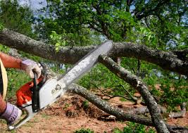 Best Seasonal Cleanup (Spring/Fall)  in Festus, MO