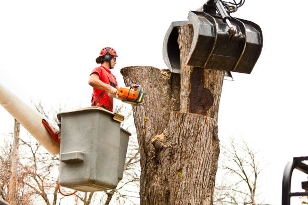 Best Tree Mulching  in Festus, MO